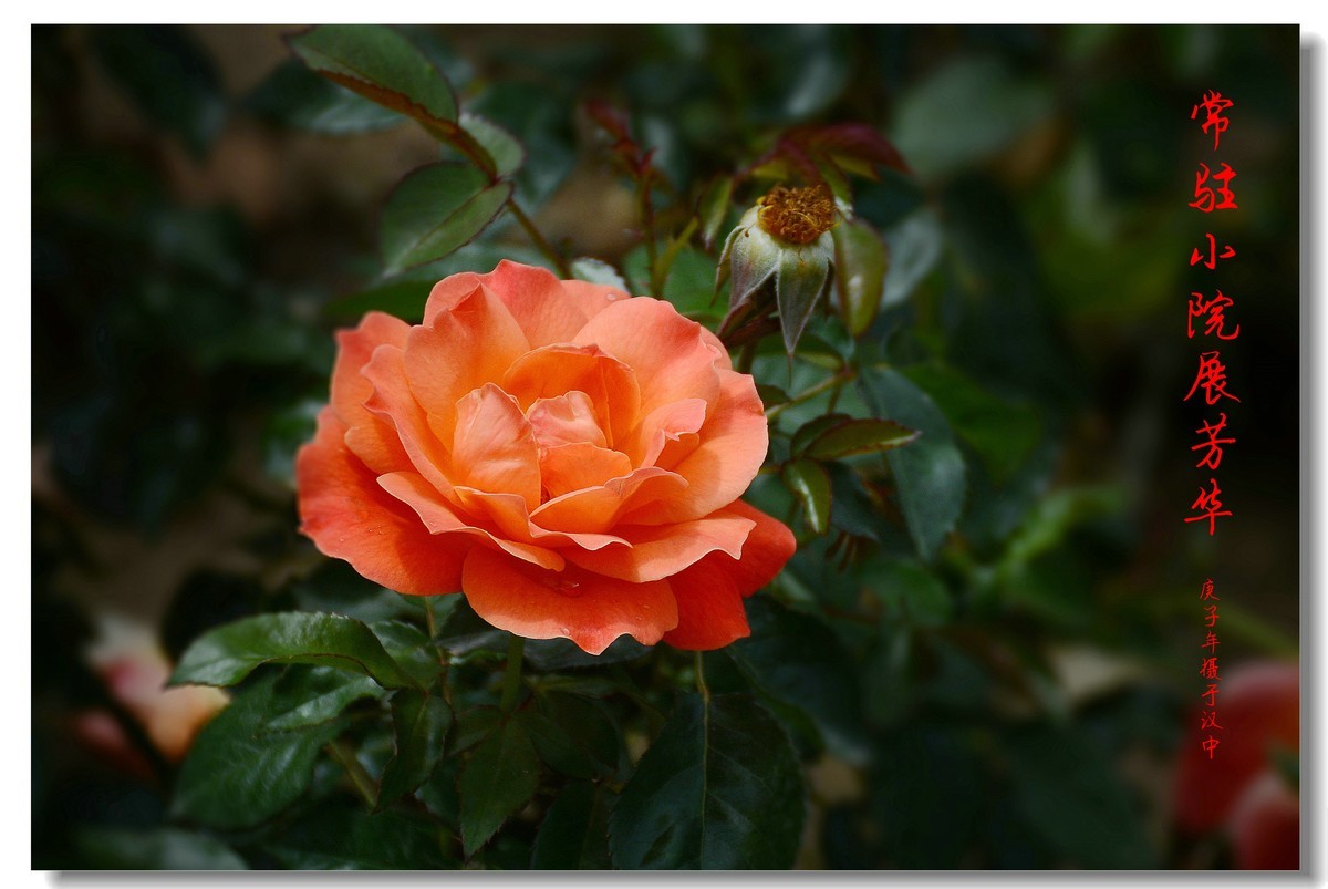 常驻小院展芳华（2020207）