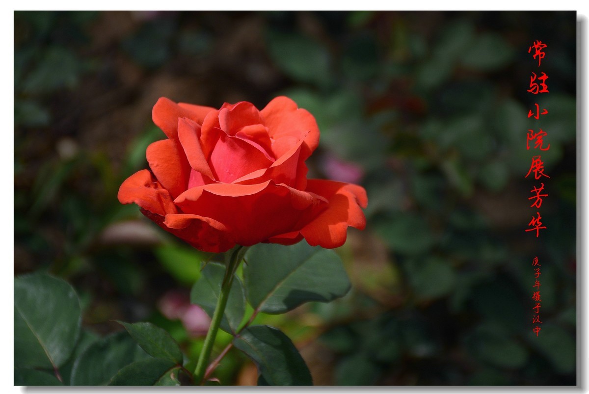 常驻小院展芳华（2020207）