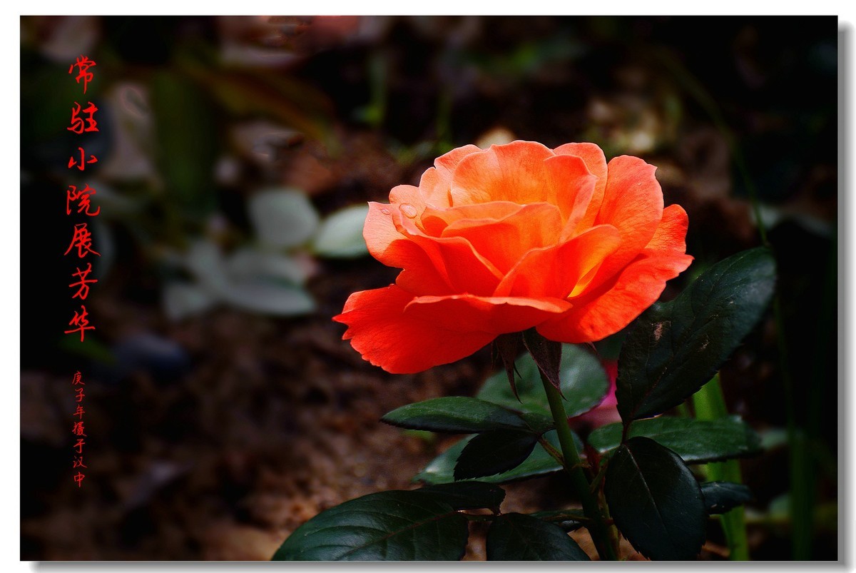 常驻小院展芳华（2020207）