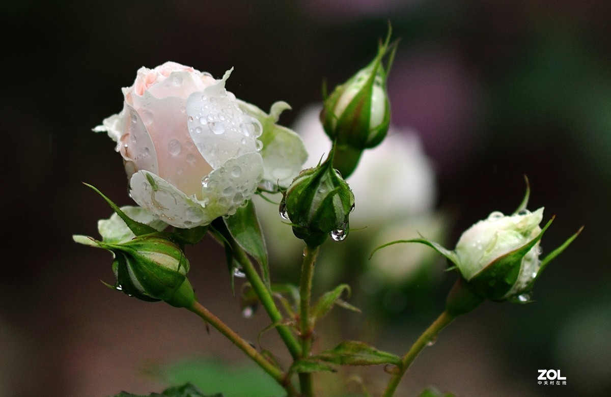 雨中玫瑰图片素材-编号16248365-图行天下