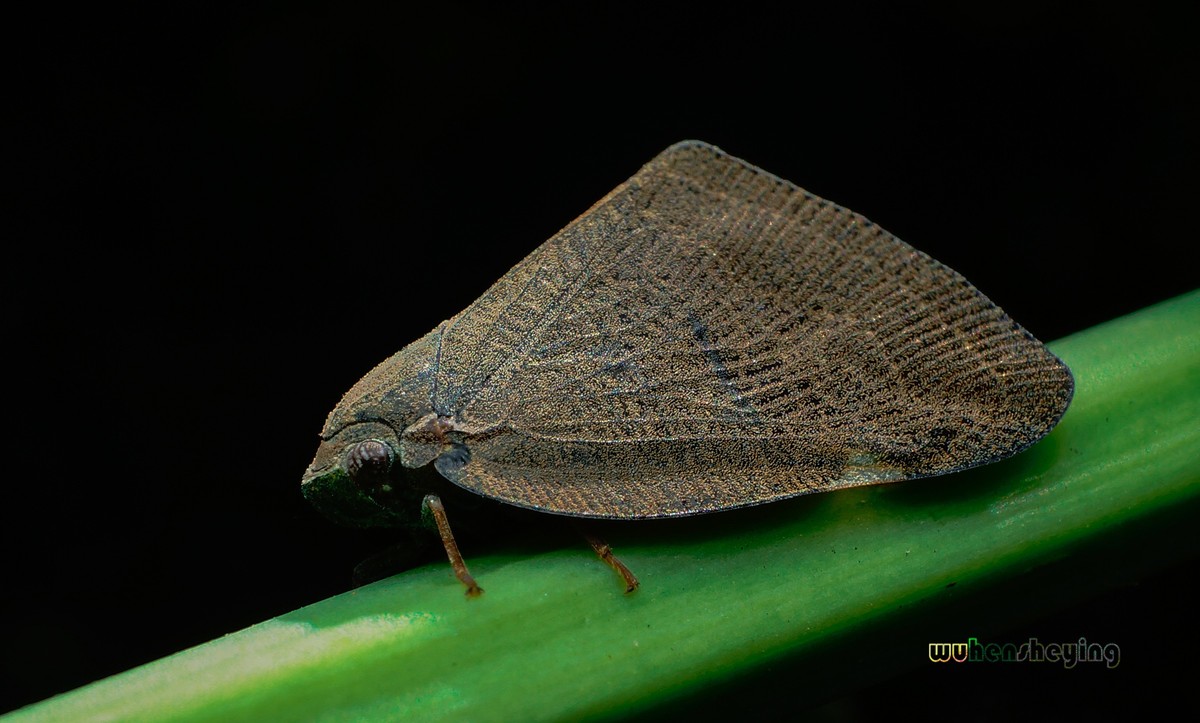 微观昆虫世界之[31]