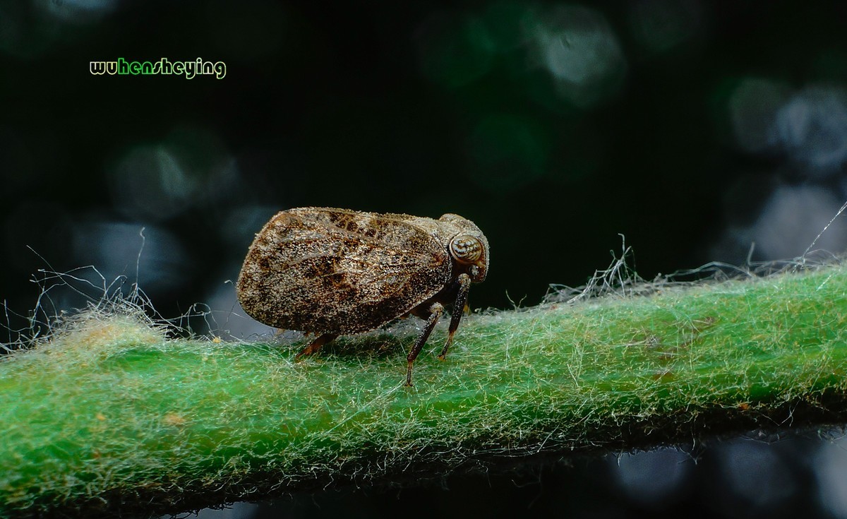 微观昆虫世界之[31]