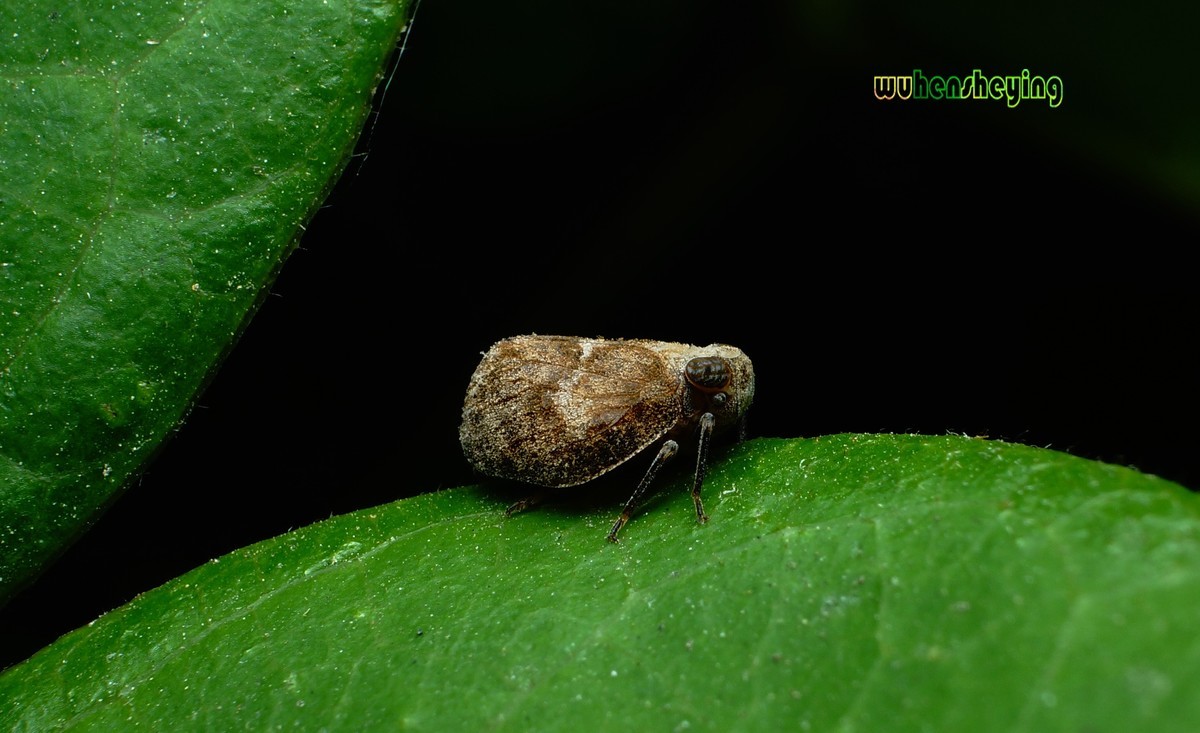 微观昆虫世界之[31]