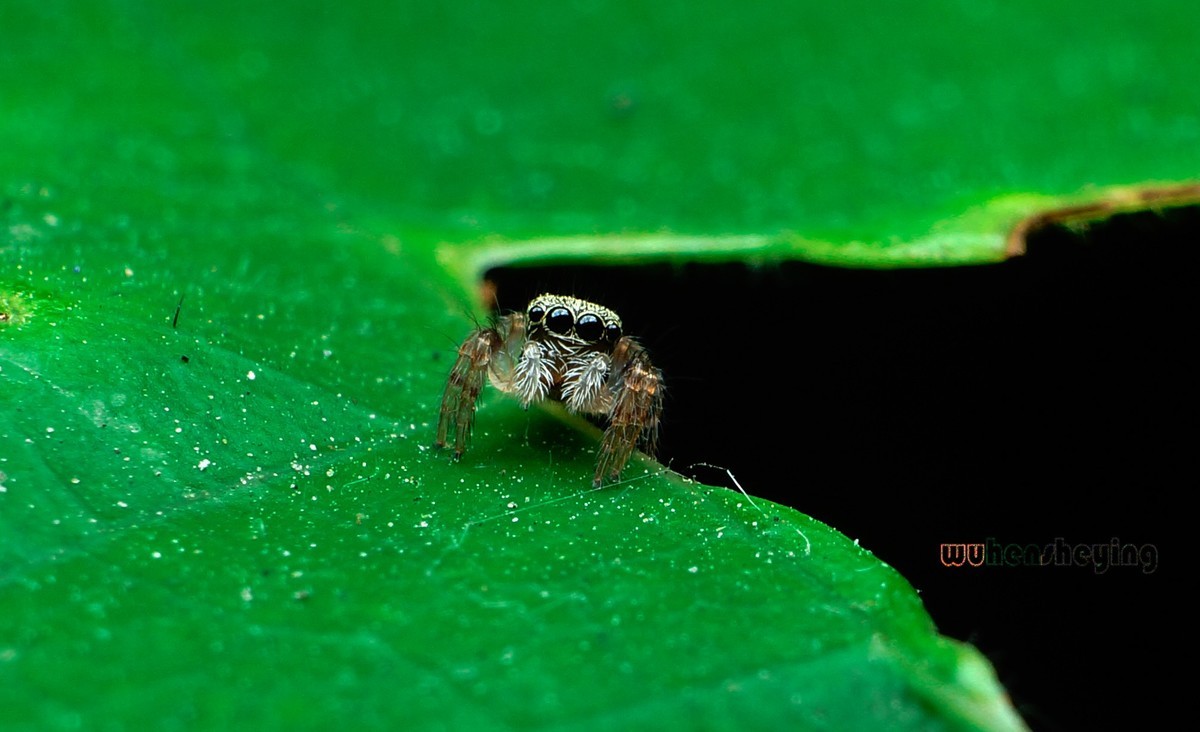 微观昆虫世界之[31]