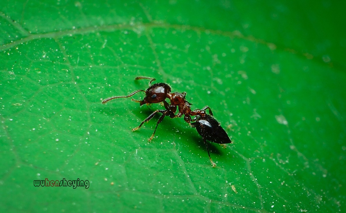 微观昆虫世界之[31]