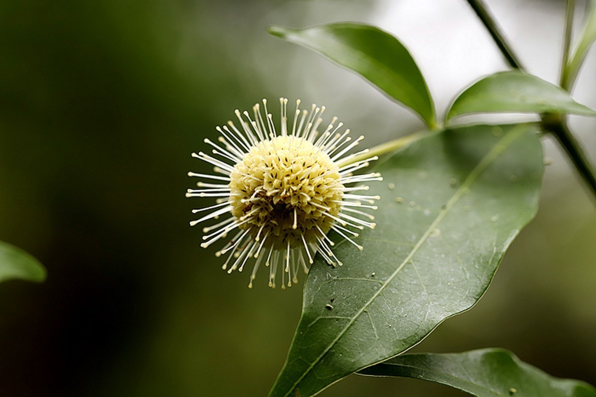 常绿灌木水团花