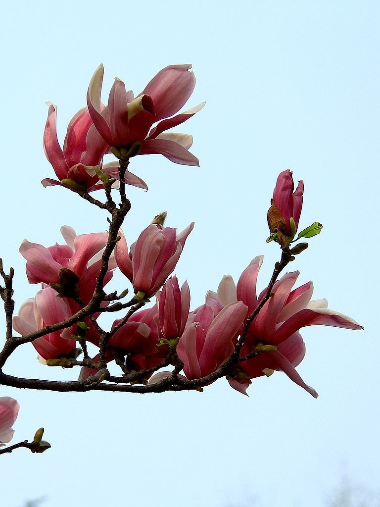 紫玉兰花6