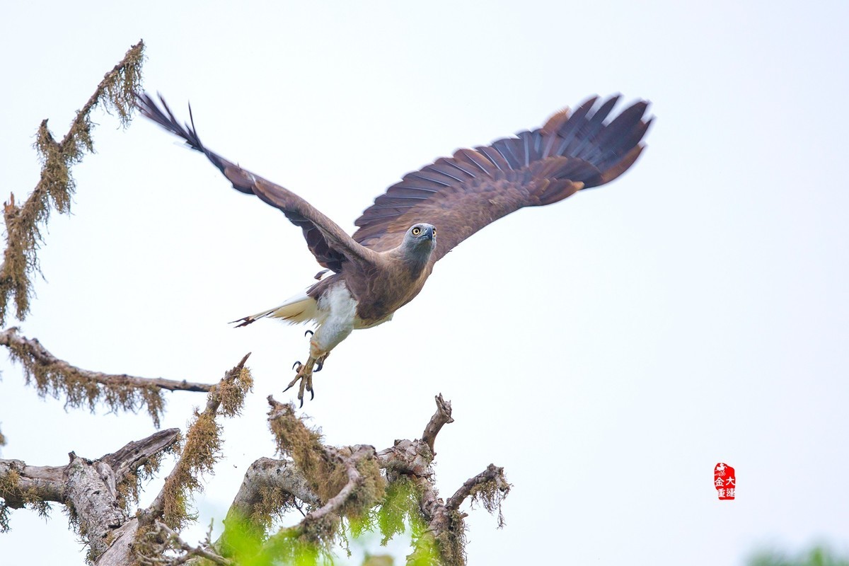 《灰头渔雕》—— 斯里兰卡