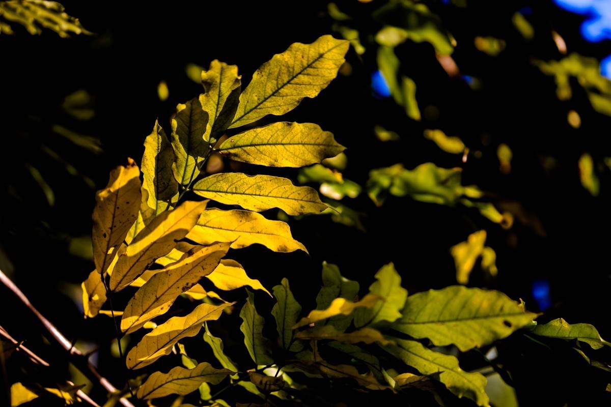 冬日里的最后一抹秋