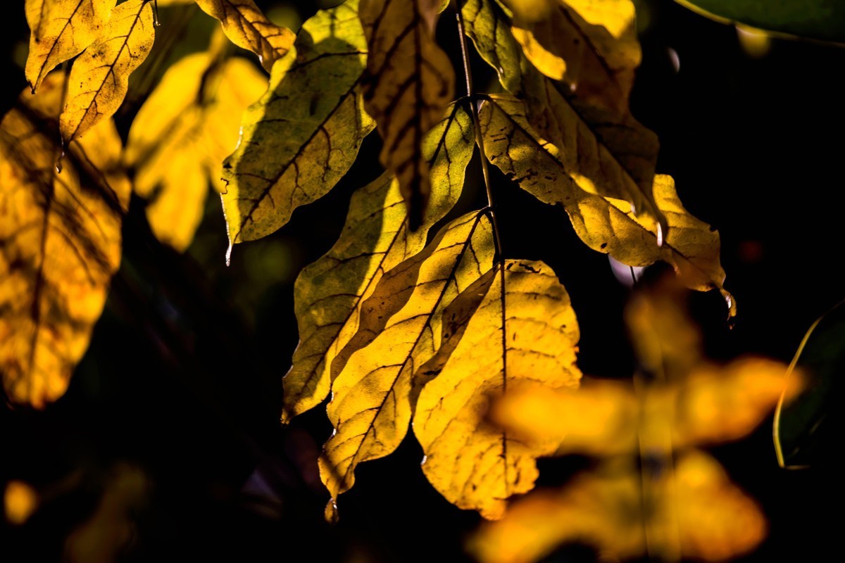 冬日里的最后一抹秋