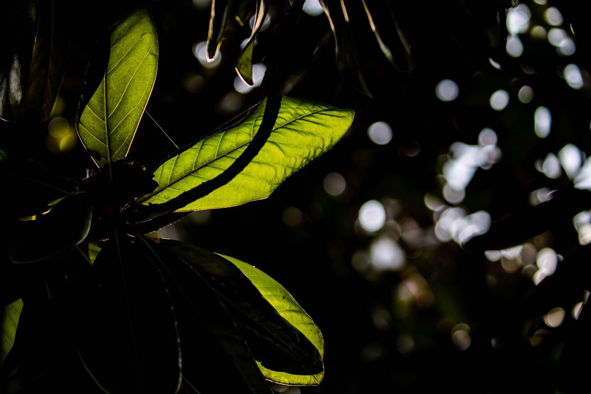 冬日里的最后一抹秋