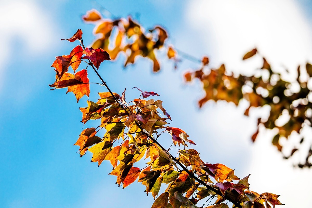 冬日里的最后一抹秋