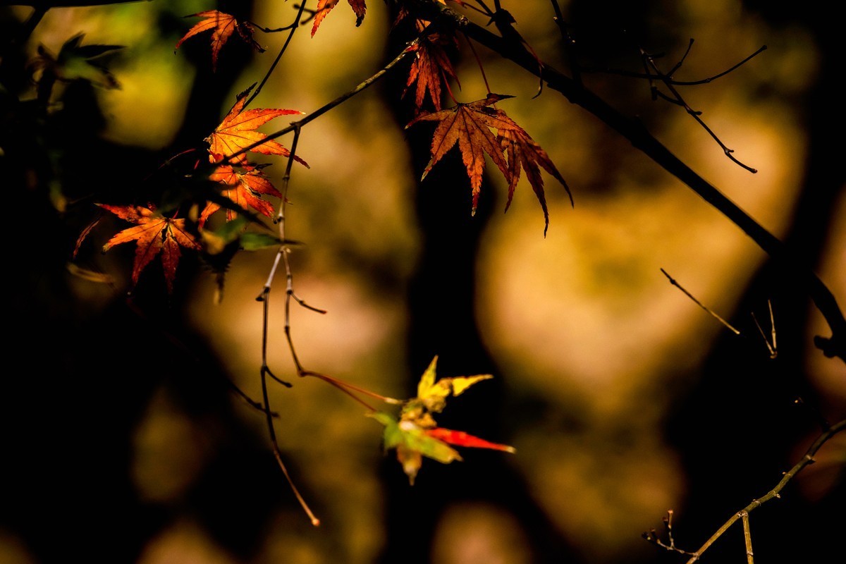 冬日里的最后一抹秋