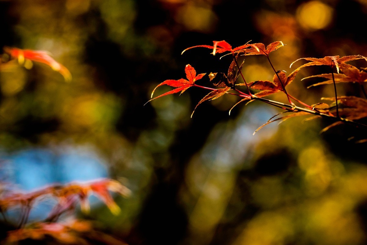 冬日里的最后一抹秋
