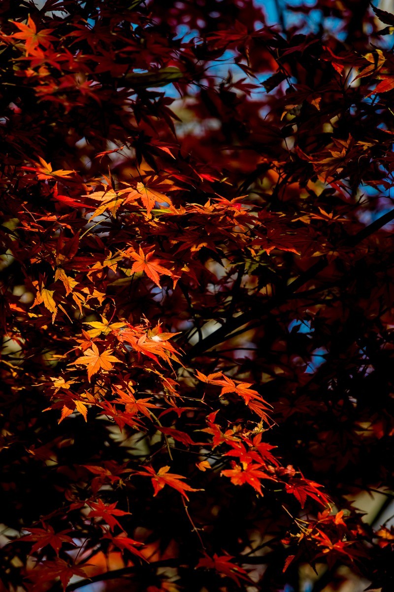 冬日里的最后一抹秋