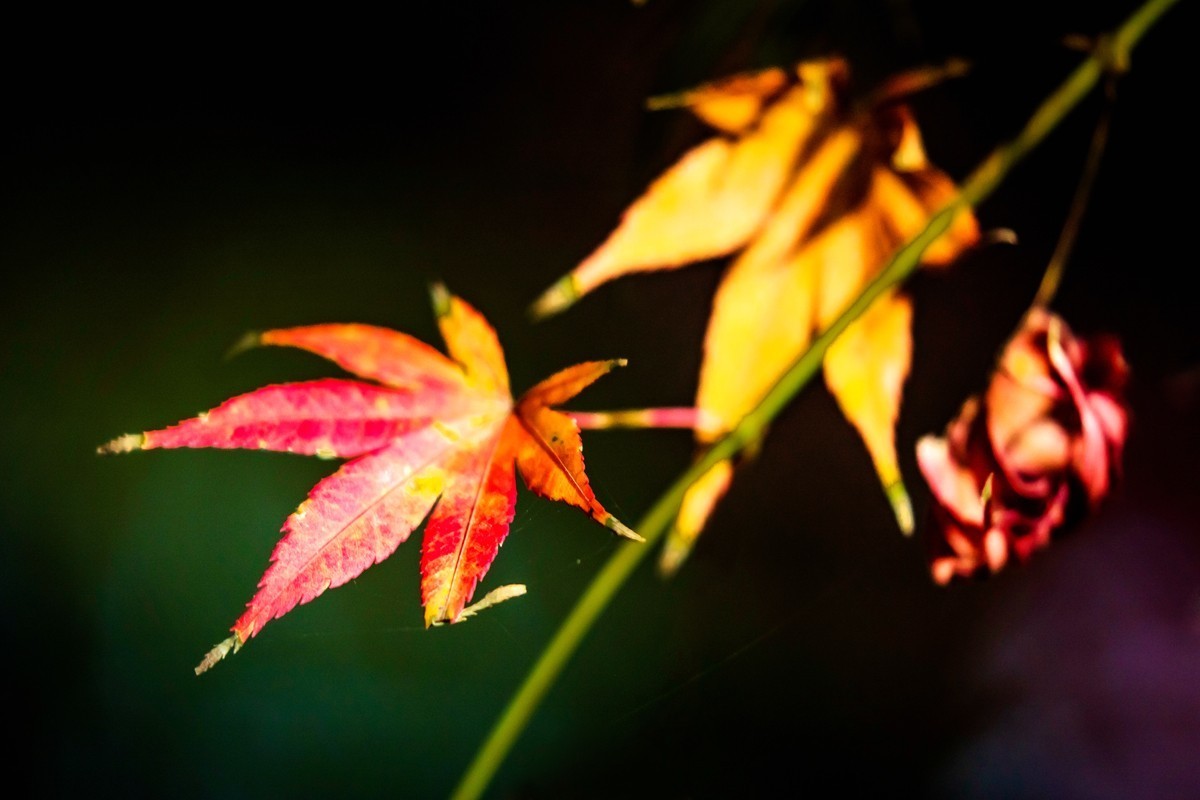 冬日里的最后一抹秋