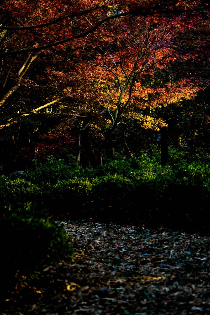 冬日里的最后一抹秋