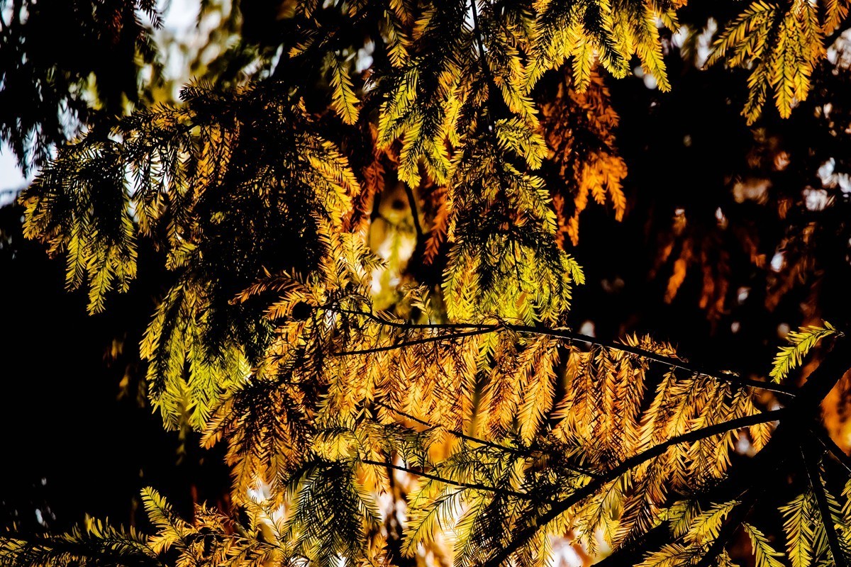 冬日里的最后一抹秋