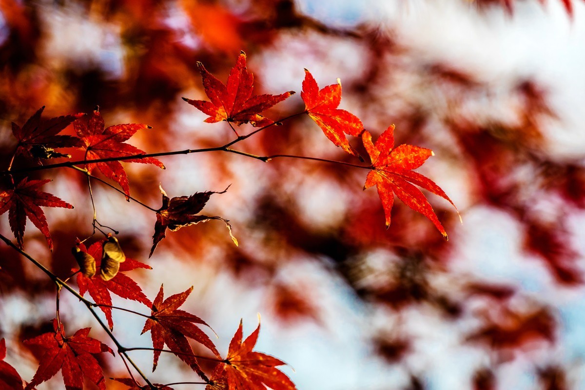 冬日里的最后一抹秋