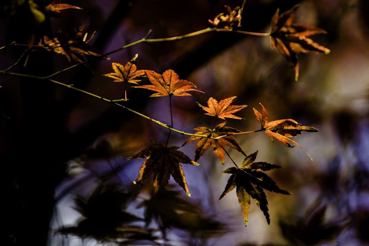 冬日里的最后一抹秋