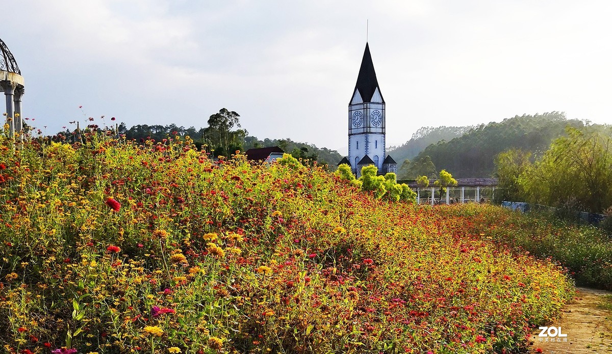 龙门温泉鲁冰花花海
