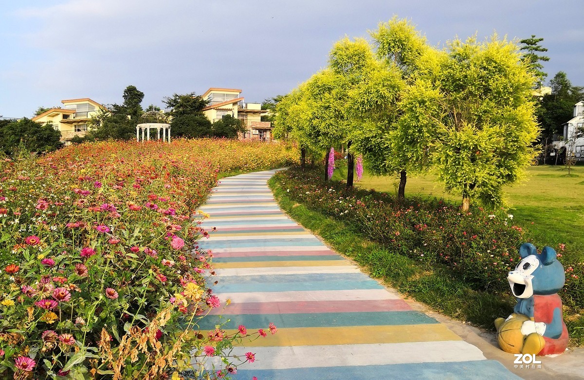 龙门温泉鲁冰花花海