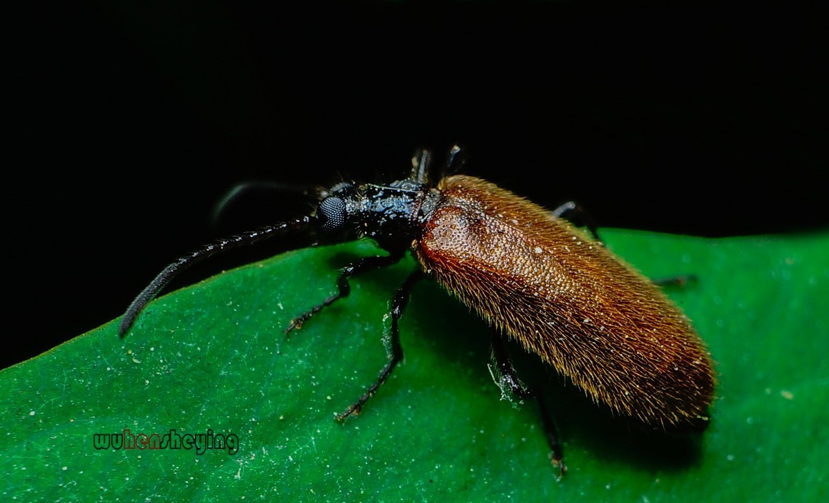 微观昆虫世界之[31]