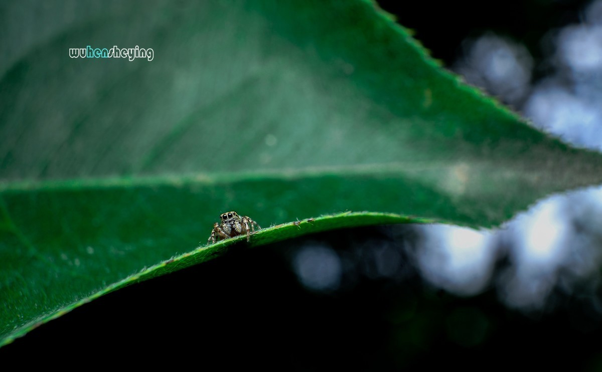 微观昆虫世界之[31]
