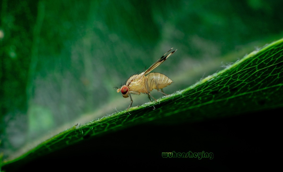 微观昆虫世界之[31]