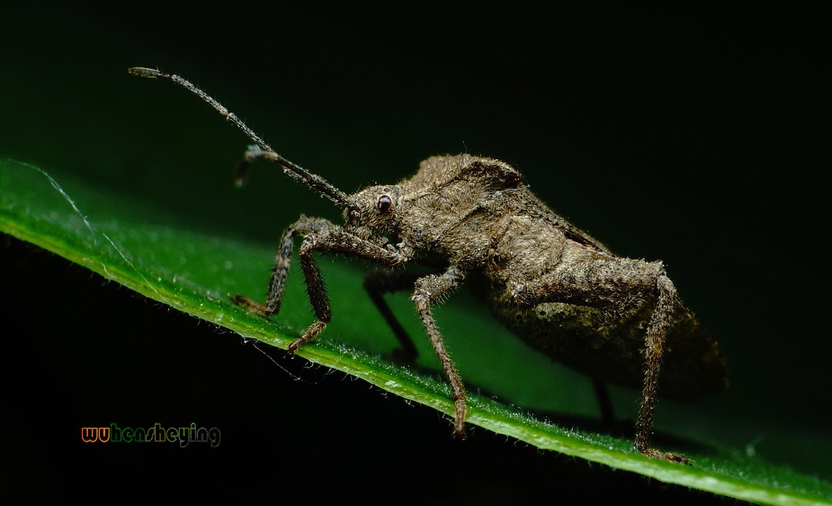 微观昆虫世界之[31]