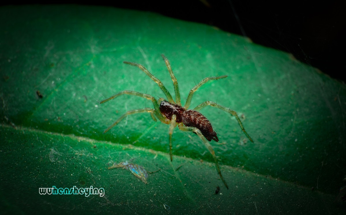 微观昆虫世界之[31]