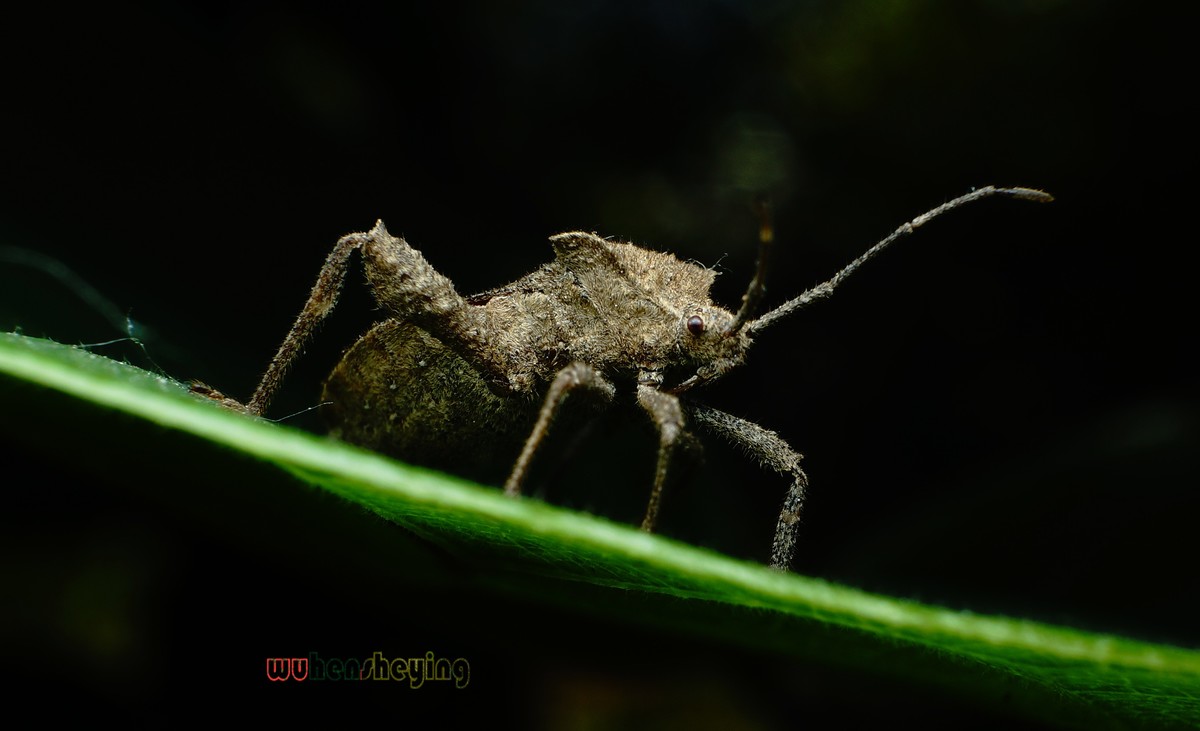 微观昆虫世界之[31]