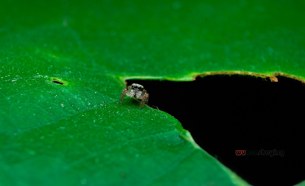 微观昆虫世界之[31]