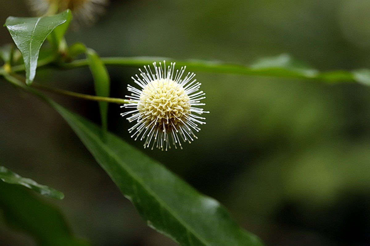 常绿灌木水团花