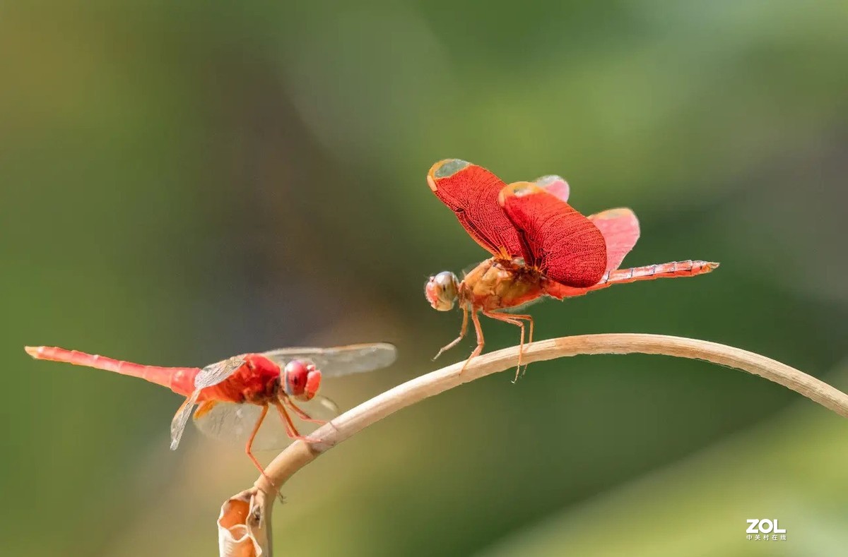 美丽的红蜻蜒-中关村在线摄影论坛