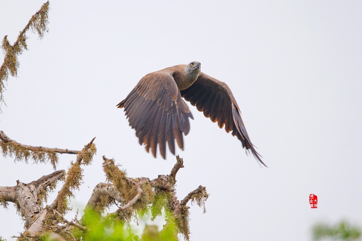 《灰头渔雕》—— 斯里兰卡