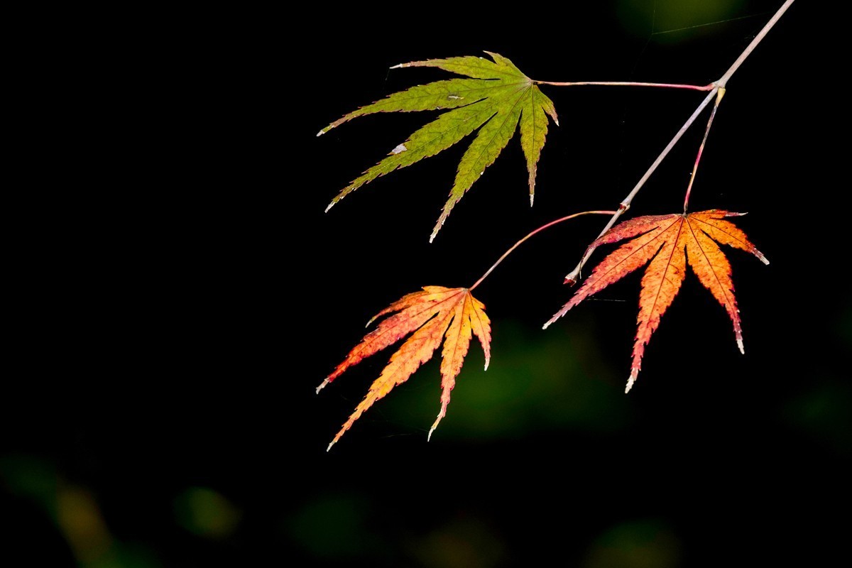 冬日里的最后一抹秋