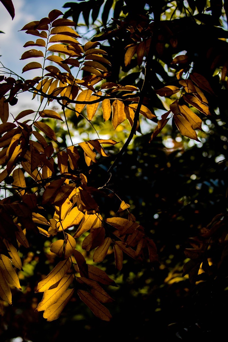 冬日里的最后一抹秋