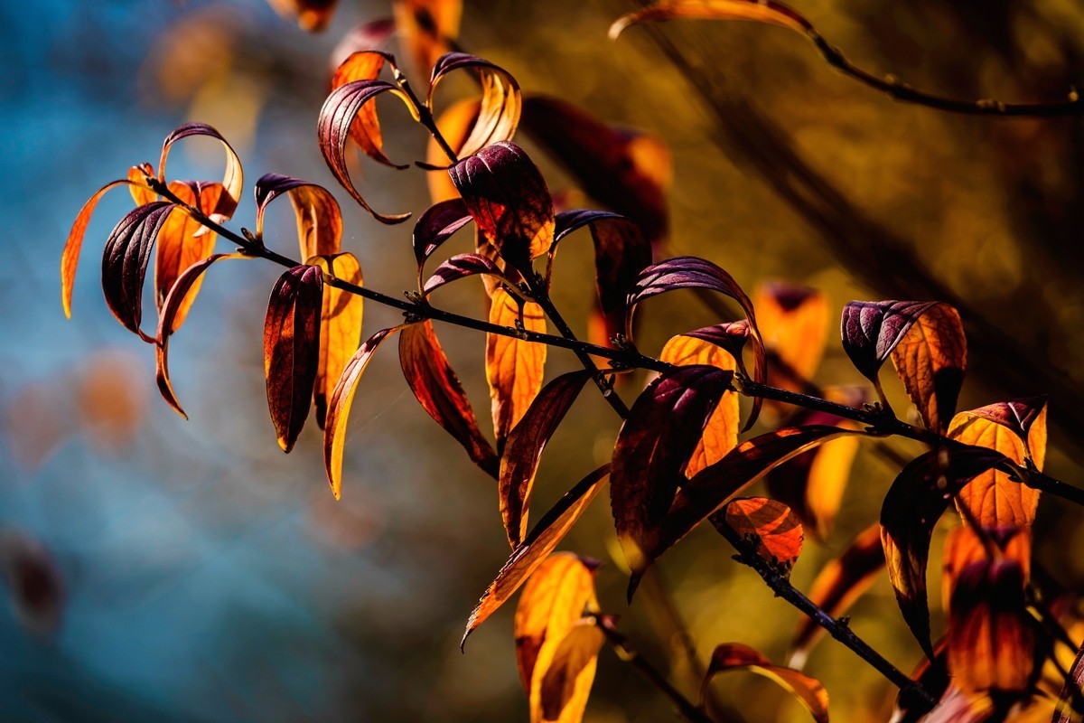 冬日里的最后一抹秋