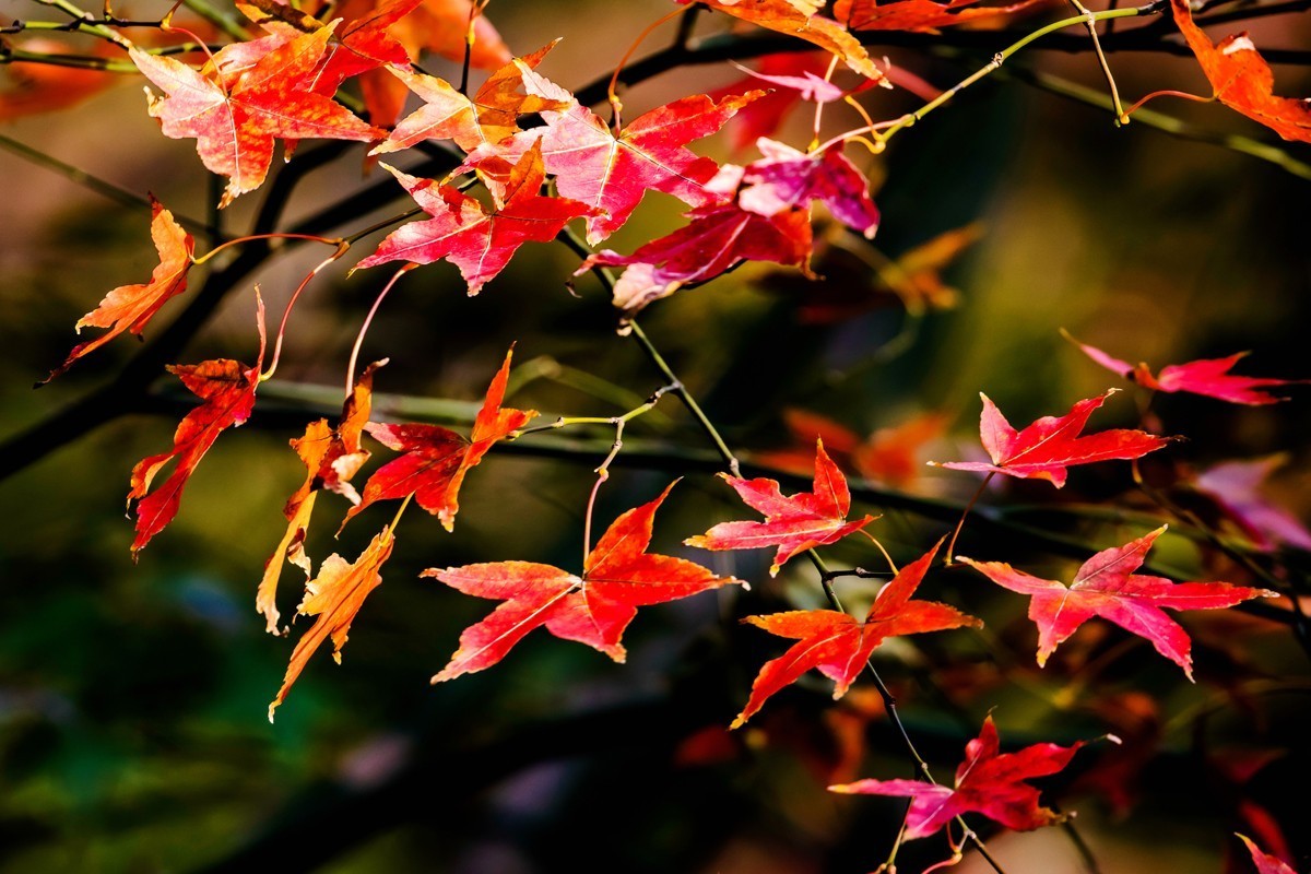 冬日里的最后一抹秋