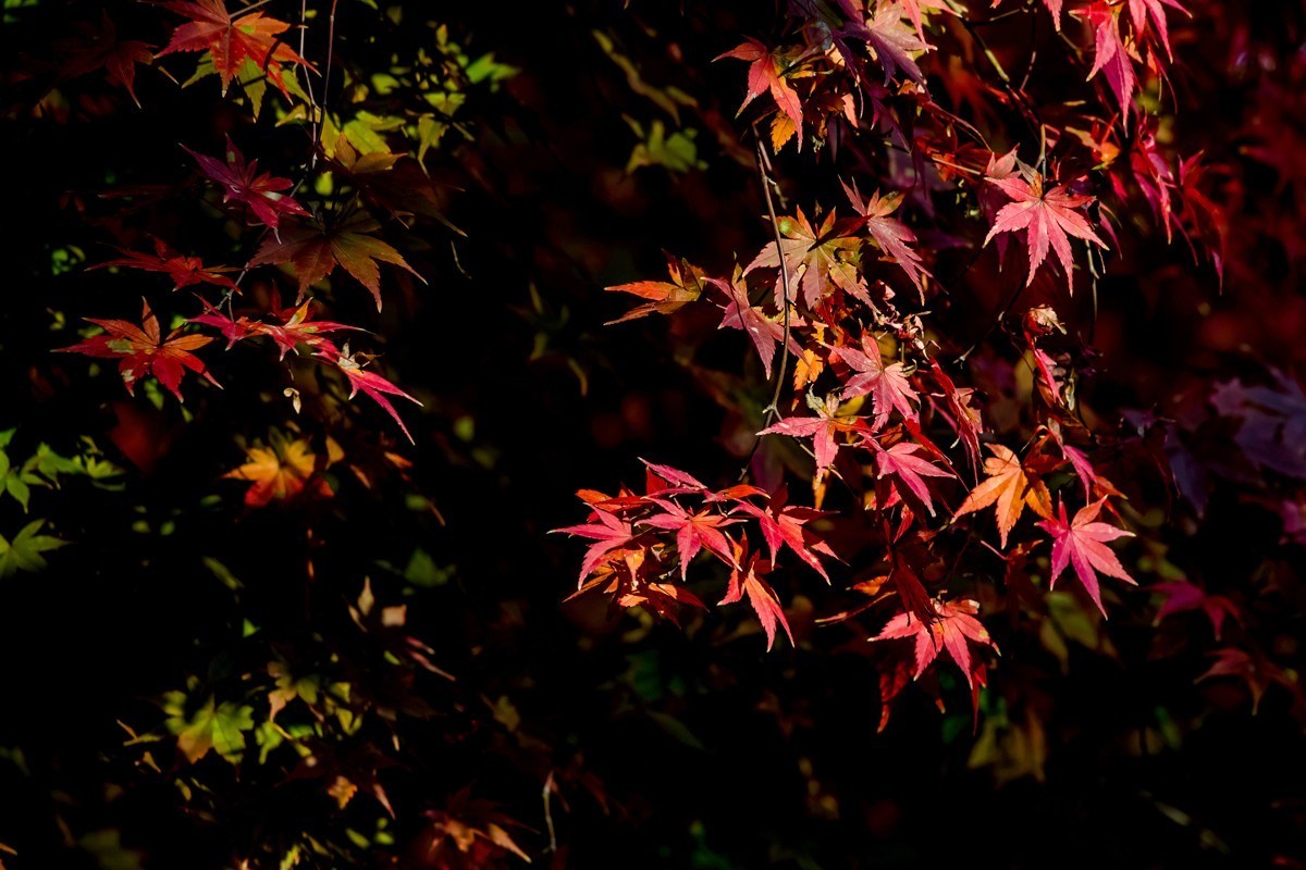 冬日里的最后一抹秋