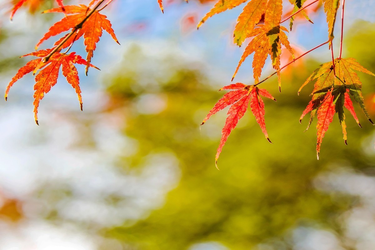 冬日里的最后一抹秋