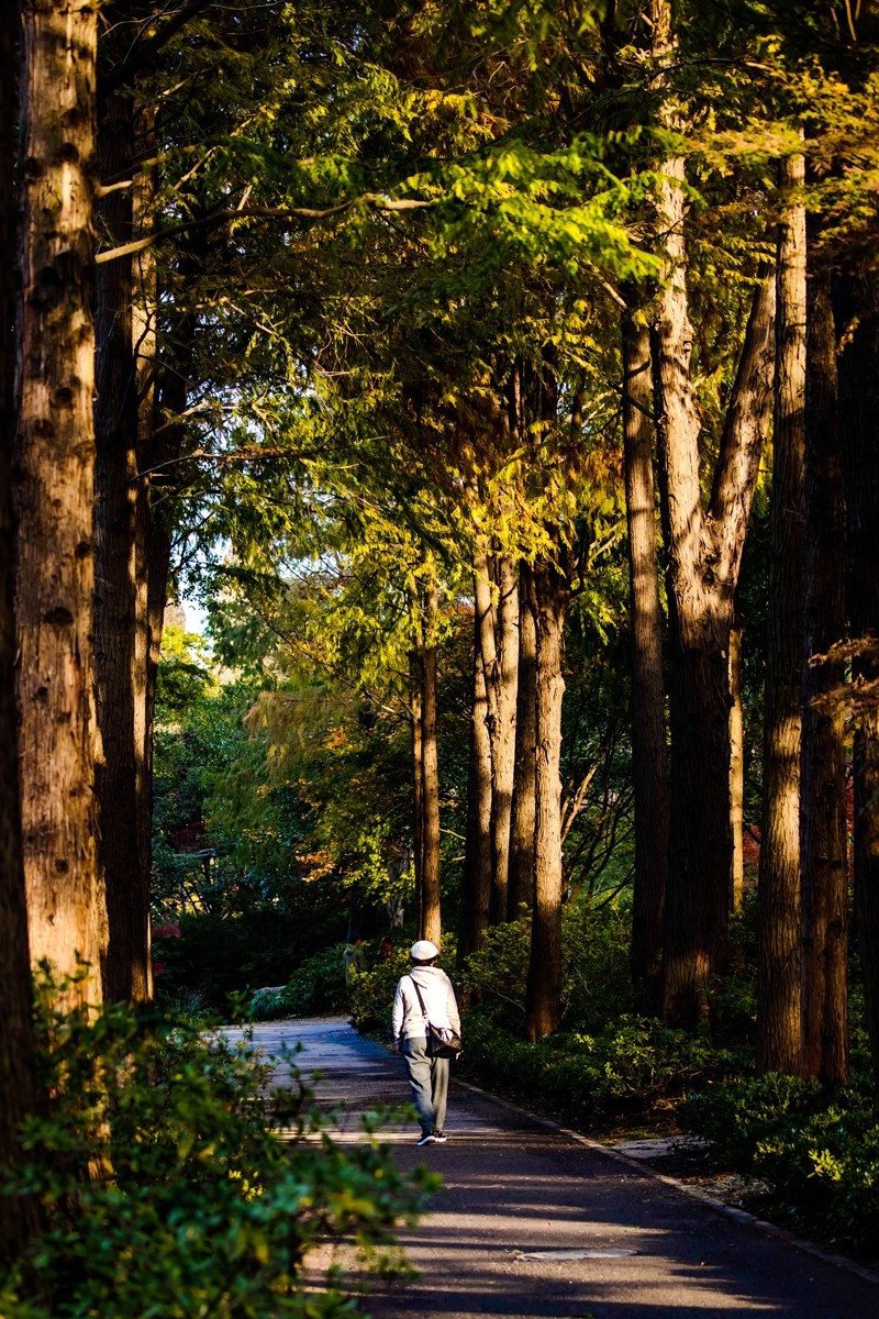 冬日里的最后一抹秋