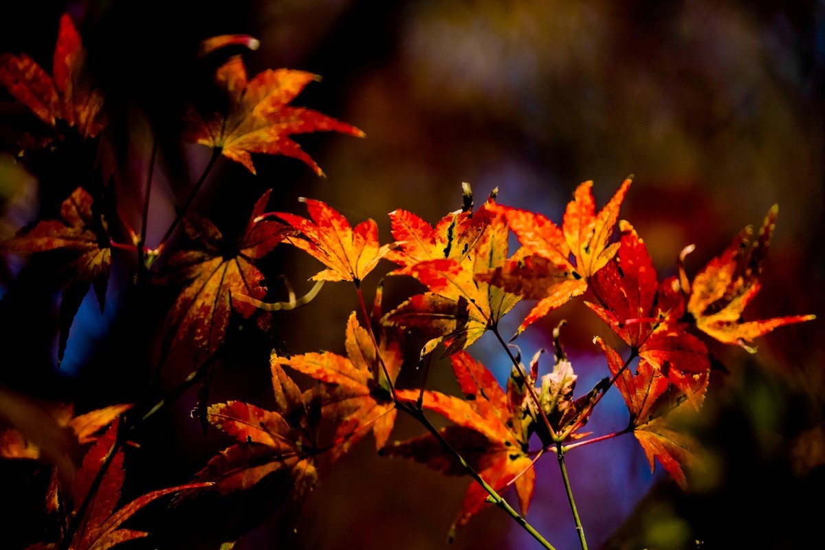 冬日里的最后一抹秋