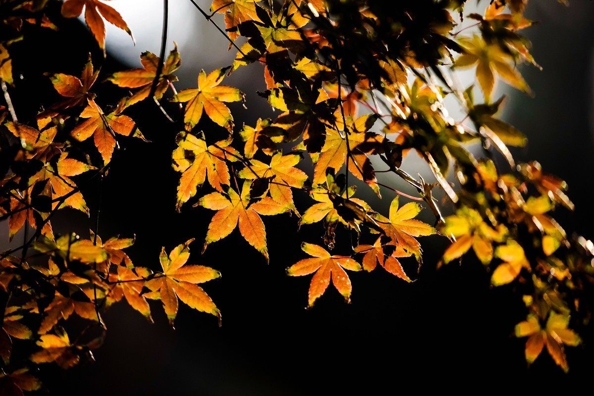 冬日里的最后一抹秋