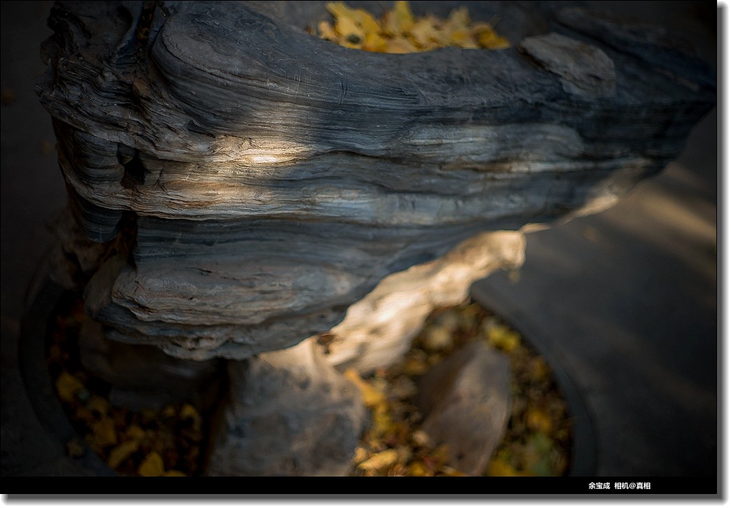 2020.11.20.【彩色的秋天】随拍