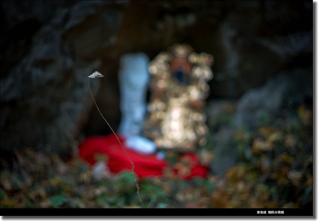 2020.11.20.【彩色的秋天】随拍