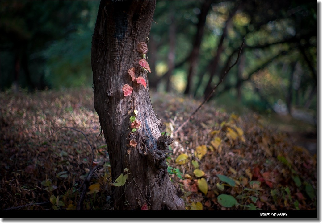 2020.11.20.【彩色的秋天】随拍