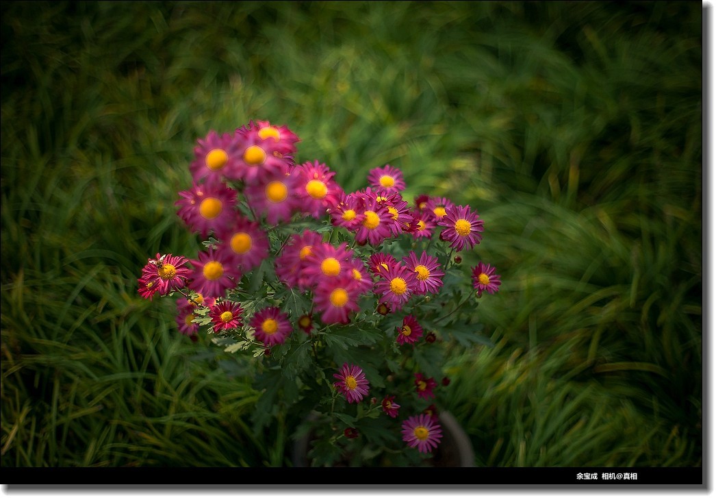 2020.11.20.【彩色的秋天】随拍