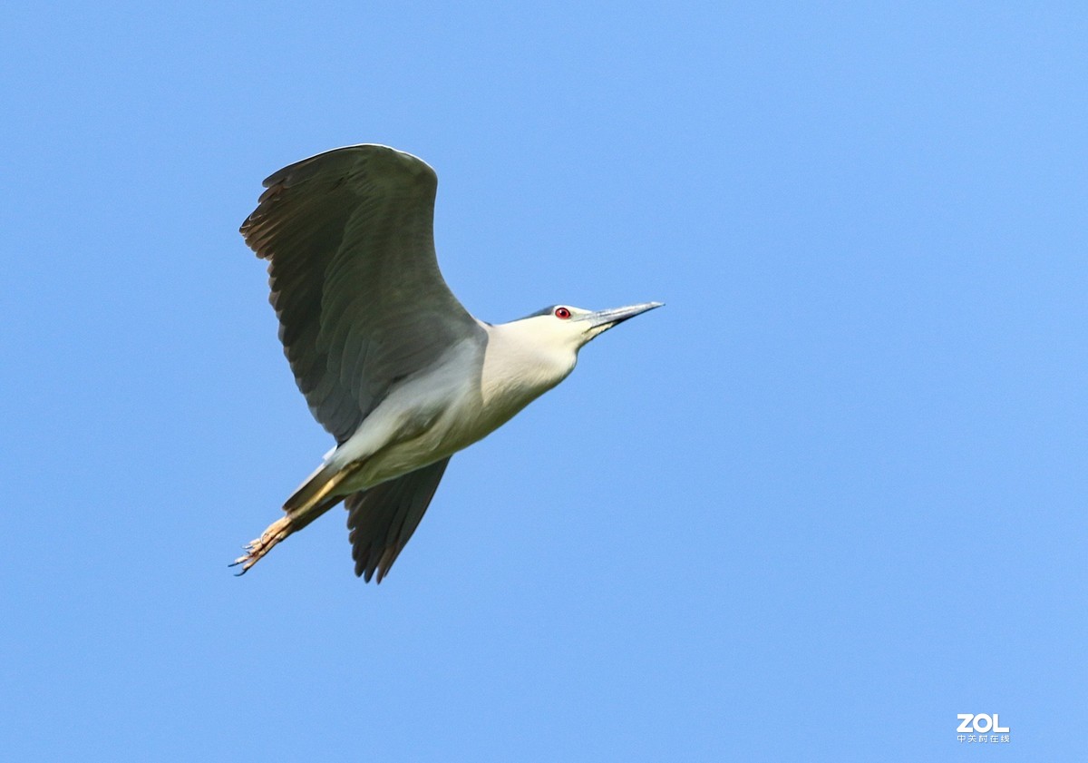 淮安缽池山公園鷺鳥